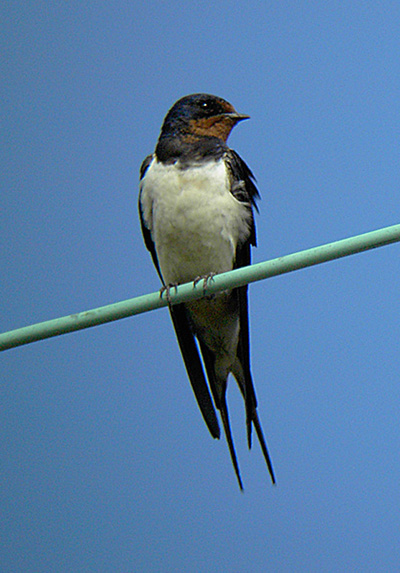 Swallow